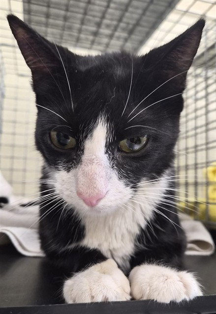 PENNY, a cat for adoption from Lee County Domestic Animal Services