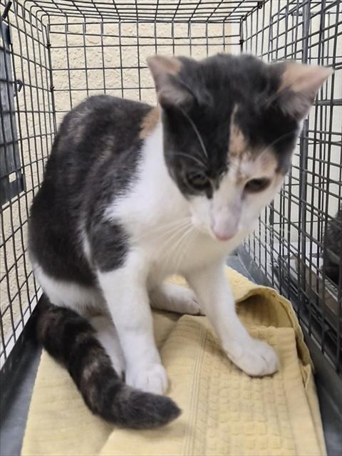 BUTTERCUP, a cat for adoption from Lee County Domestic Animal Services