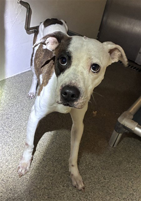 LACEY, a dog for adoption from Lee County Domestic Animal Services