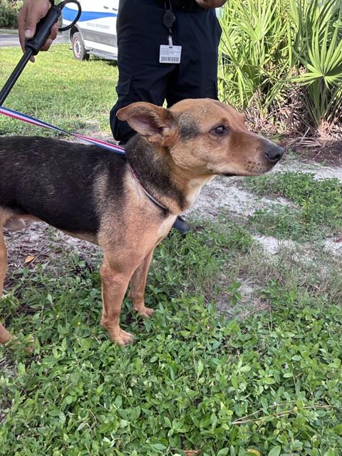 CHIEF, a dog for adoption from Lee County Domestic Animal Services