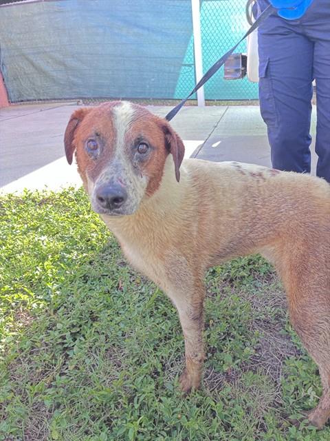 MURPHY, a dog for adoption from Lee County Domestic Animal Services
