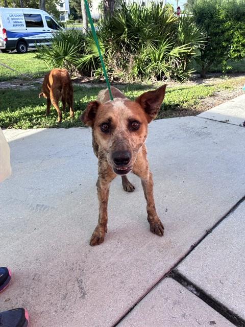 TERRY, a dog for adoption from Lee County Domestic Animal Services