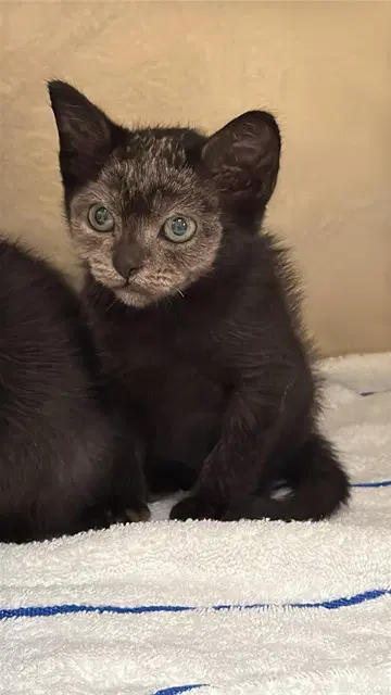 Shock - Domestic Short Hair