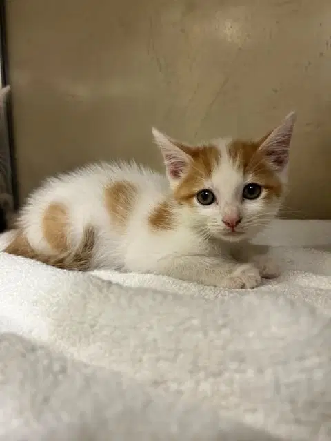 Charles - Domestic Short Hair