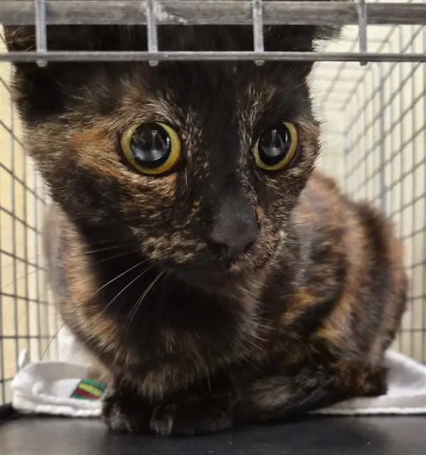 Winifred - Domestic Short Hair