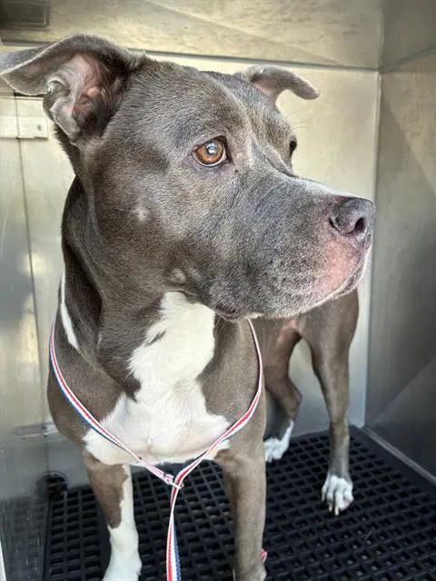 Katie - Pit Bull Terrier