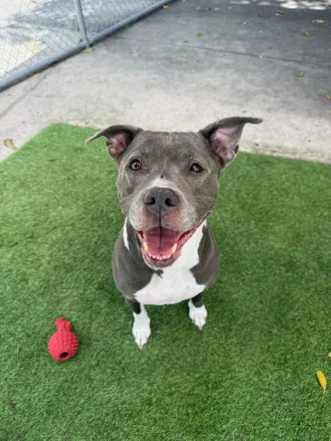 Katie - Pit Bull Terrier