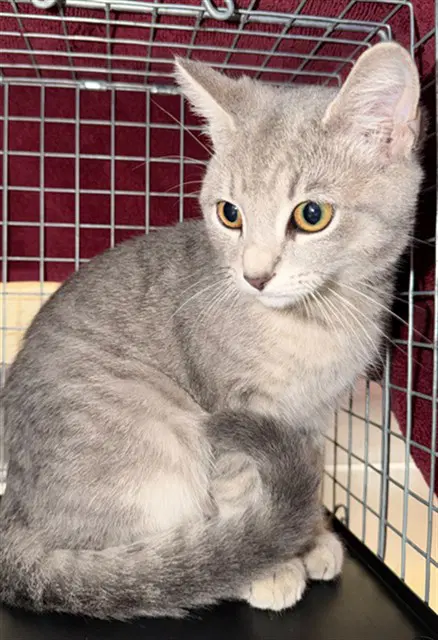 Tai Lung - Domestic Short Hair