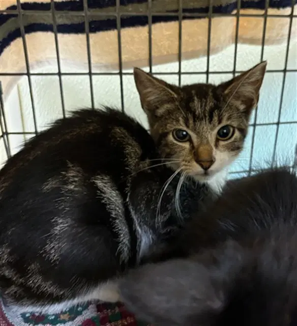 James - Domestic Short Hair