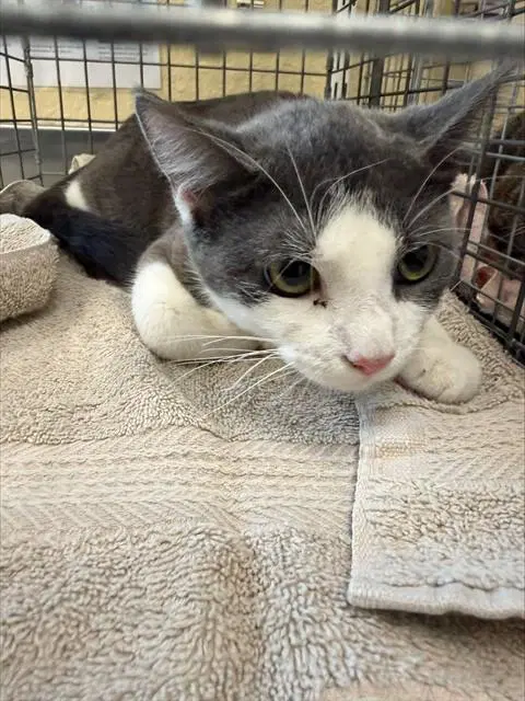 Nellie - Domestic Short Hair