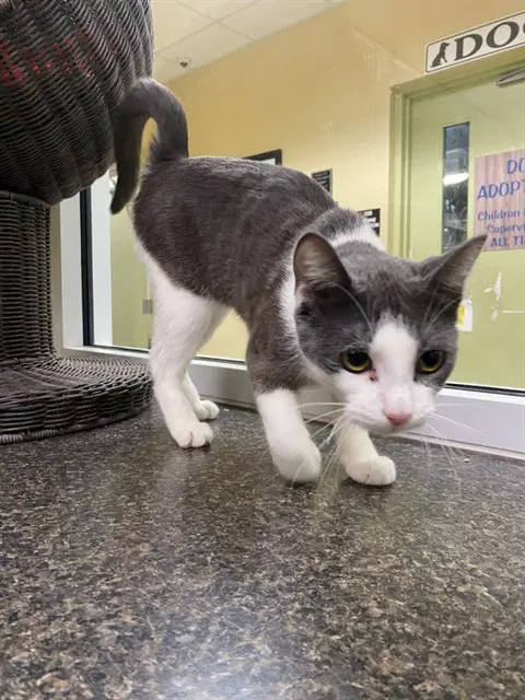 Nellie - Domestic Short Hair