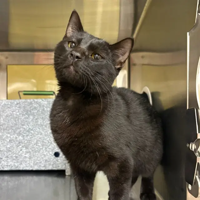 Jaxs - Domestic Short Hair