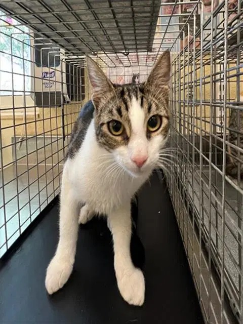 Leslie - Domestic Short Hair