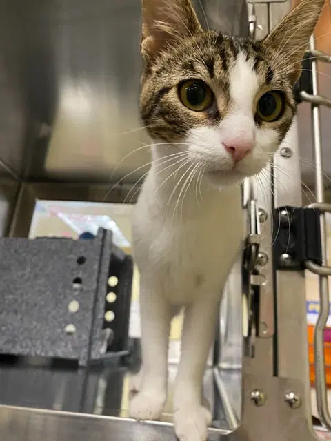 Leslie - Domestic Short Hair