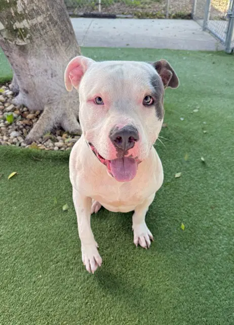 Batman - American Staffordshire Terrier