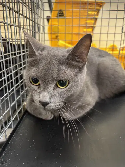 Sarah - Domestic Short Hair