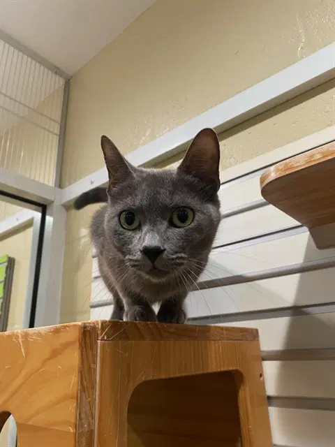 Sarah - Domestic Short Hair