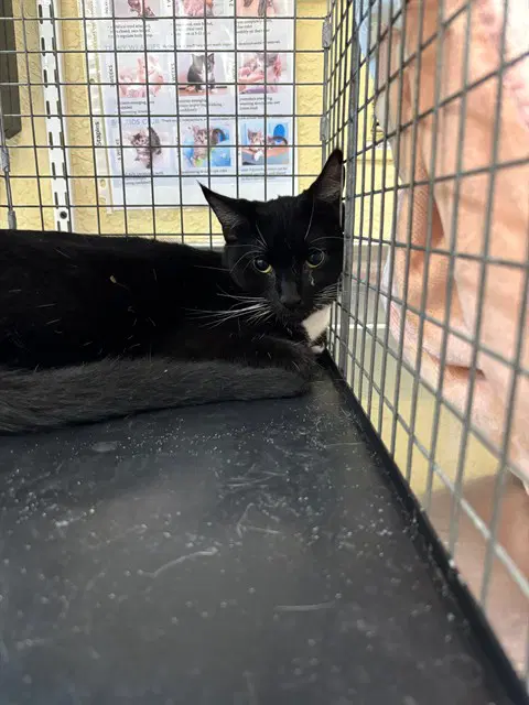 Mary - Domestic Short Hair