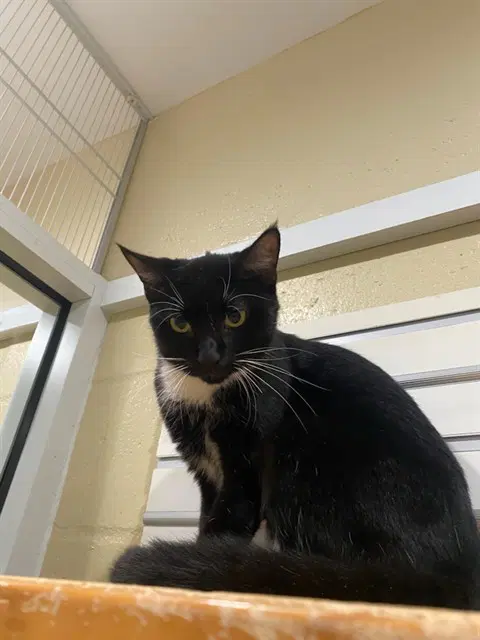 Mary - Domestic Short Hair