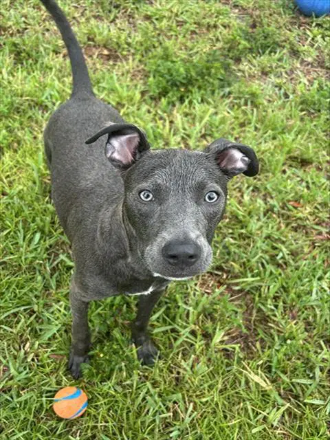 Harry - Pit Bull Terrier