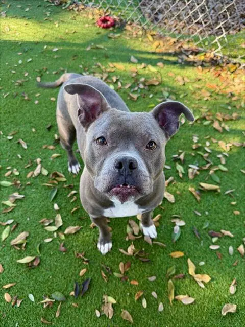 Boots - American Staffordshire Terrier