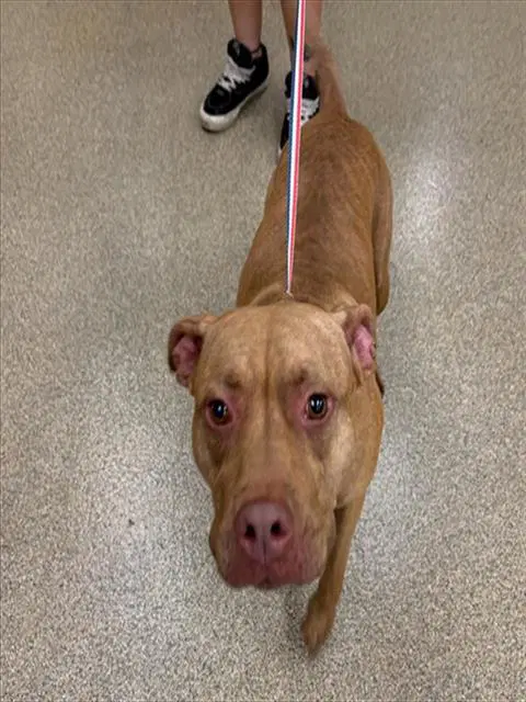 Lilly - Pit Bull Terrier