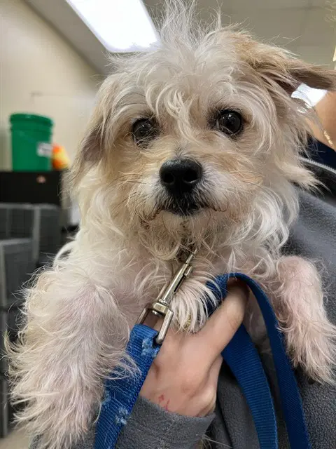 Lucas - Maltese
