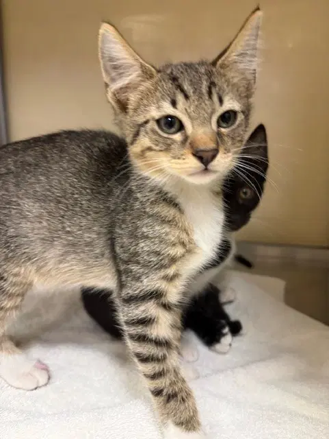 Moss - Domestic Short Hair