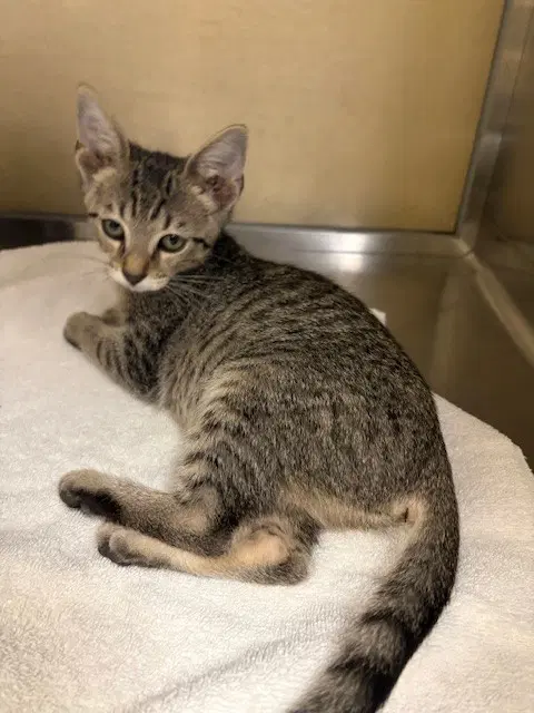 Willow - Domestic Short Hair