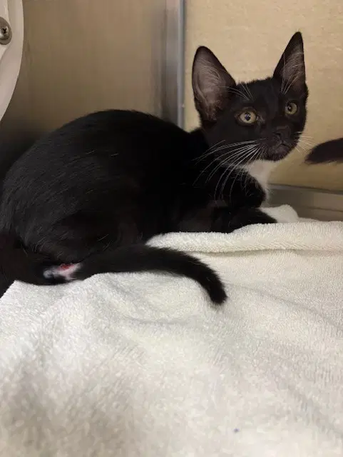 Fern - Domestic Short Hair
