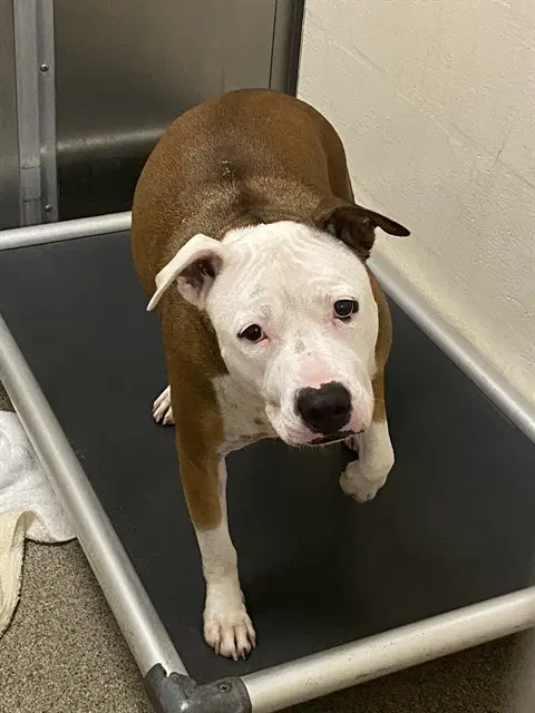 Sissi - American Bulldog