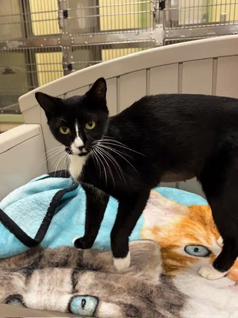 Betty - Domestic Short Hair