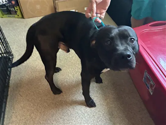 Panther - Pit Bull Terrier