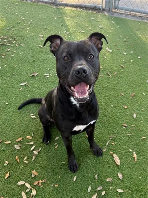 Panther - Pit Bull Terrier