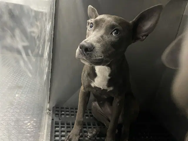 Denise - Pit Bull Terrier