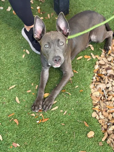 Denise - Pit Bull Terrier