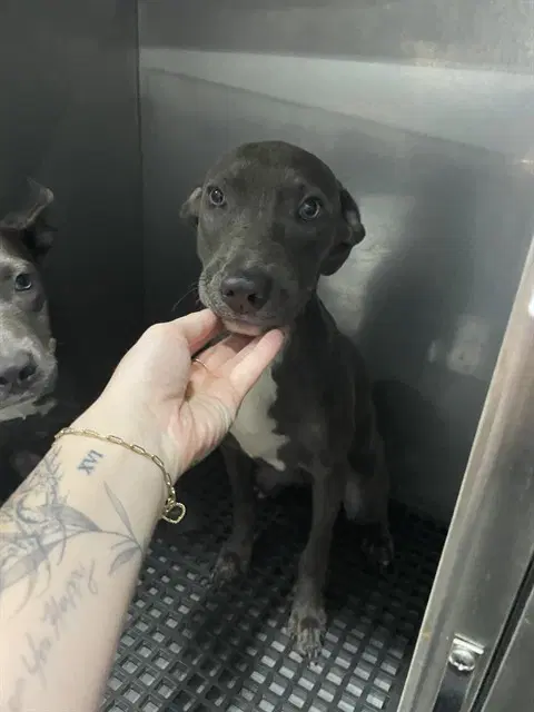 Elvin - Pit Bull Terrier
