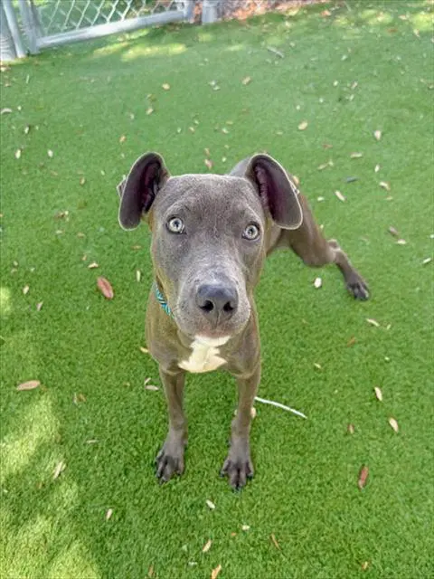 Elvin - Pit Bull Terrier