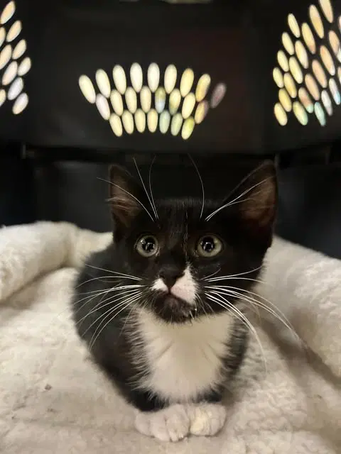 Coraline - Domestic Short Hair