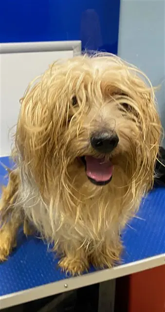 Monty - Yorkshire Terrier Yorkie