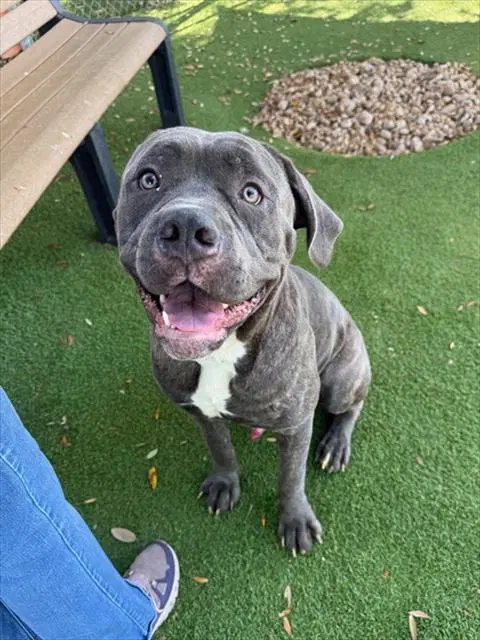 Meatball - Cane Corso Mastiff