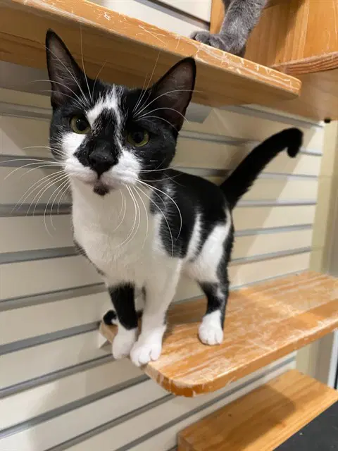 Billy - Domestic Short Hair