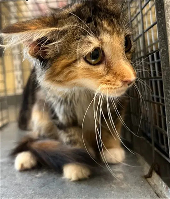 Pumpkin - Domestic Short Hair