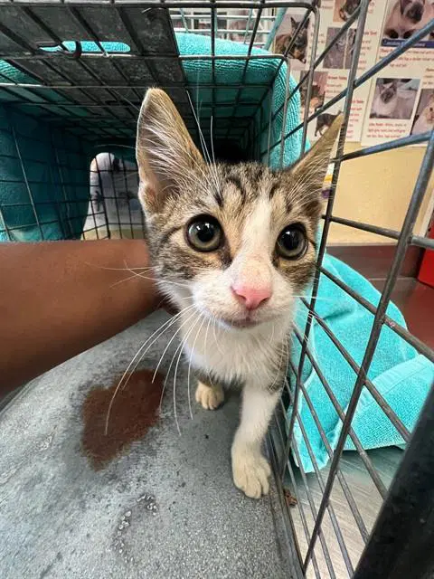 Jack - Domestic Short Hair