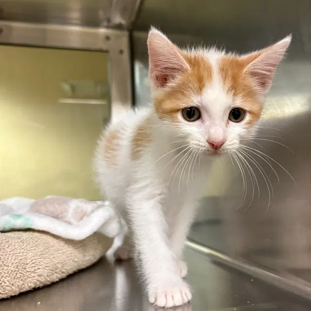 Charlie - Domestic Short Hair