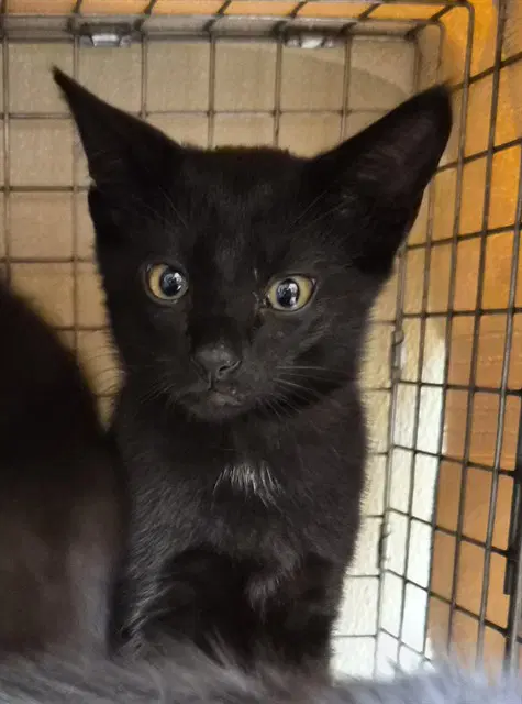 Comet - Domestic Short Hair