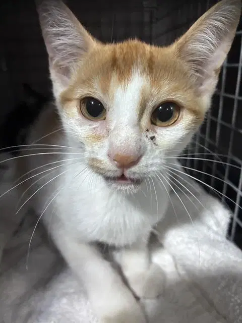 Sara - Domestic Short Hair