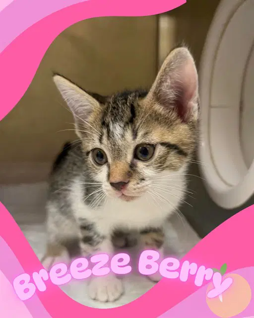Breezeberry - Domestic Short Hair