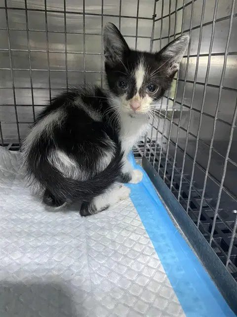 Zorro - Domestic Short Hair