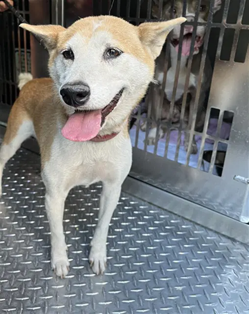 Asami - Shiba Inu